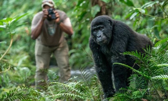 Uganda gorilla and wildlife safari