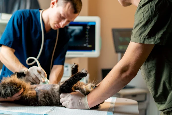 perth vet emergency